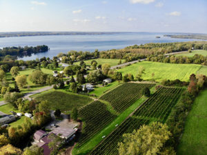 Estate Vineyard in Summer