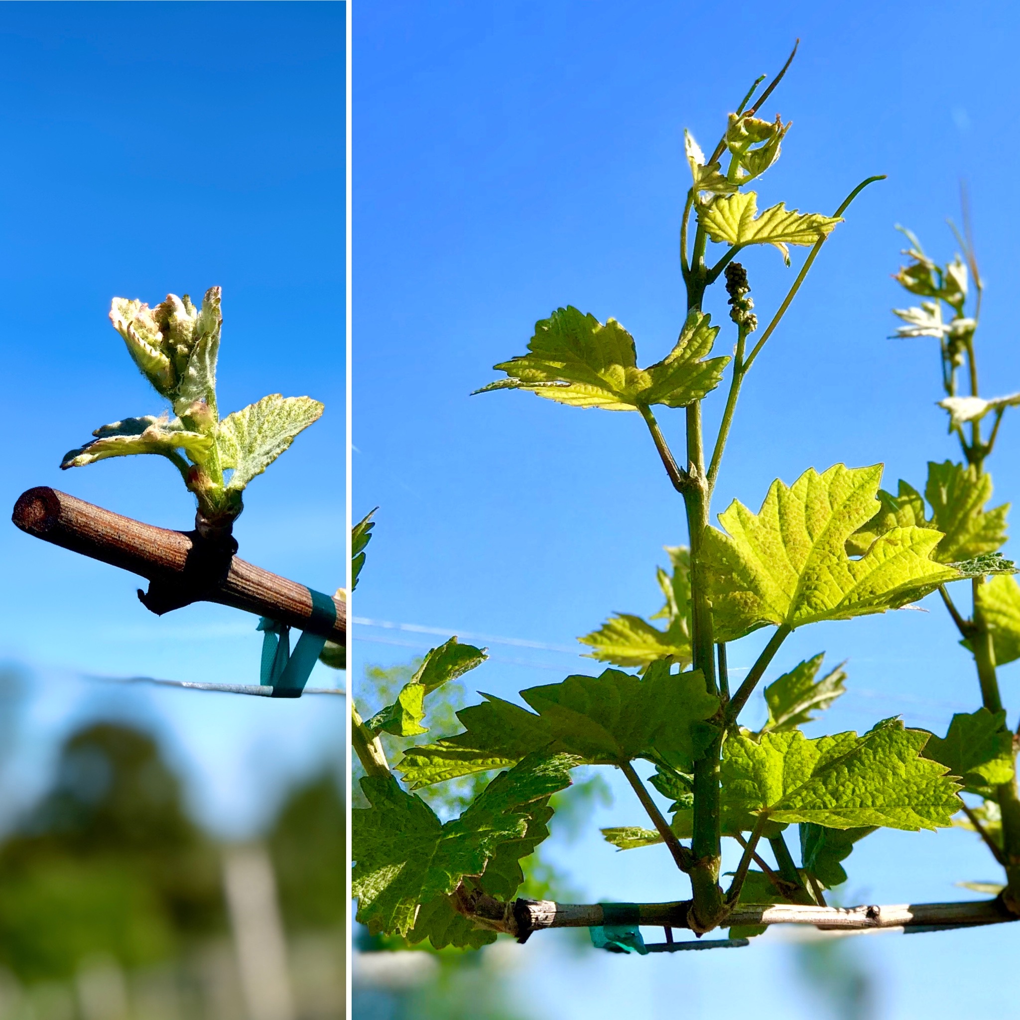 New Growth in the Estate Vineyard