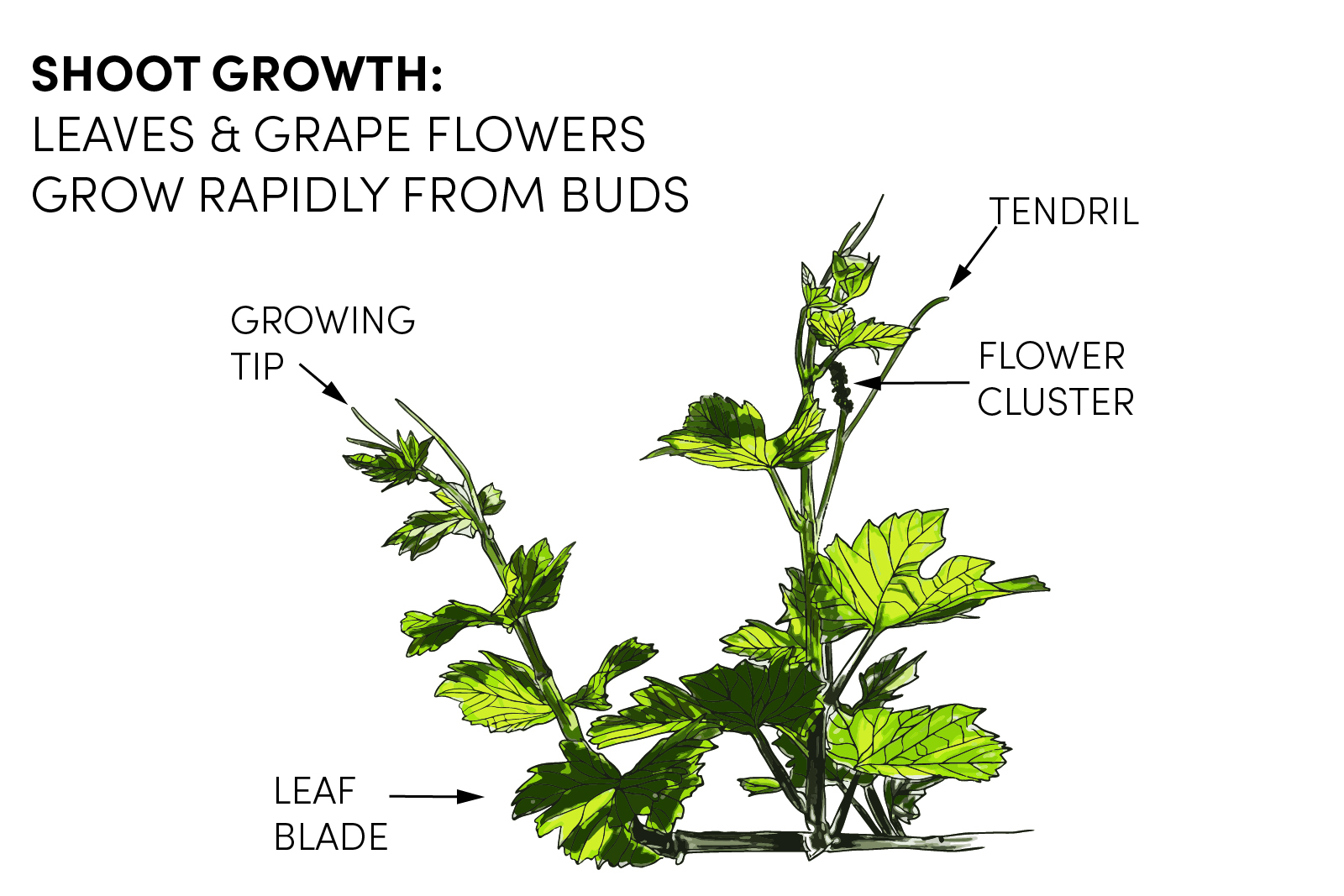 Shoot Growth Botanical Drawing - Showing leaves and flower clusters emerging from vine