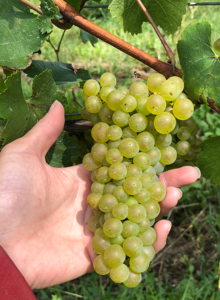Chardonnay grape cluster, September 2021, Estate Vineyard