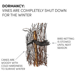 Image of dormant vines - woody material is cold hardy for winter survival. Bird meeting is wrapped and tied to secure it over winter.