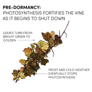 Image of leafy cane of a grapevine in late fall. Transitioning from green to brown as it becomes dormant and photosynthesis ceases for the year.